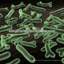 Bifidobacterium longum